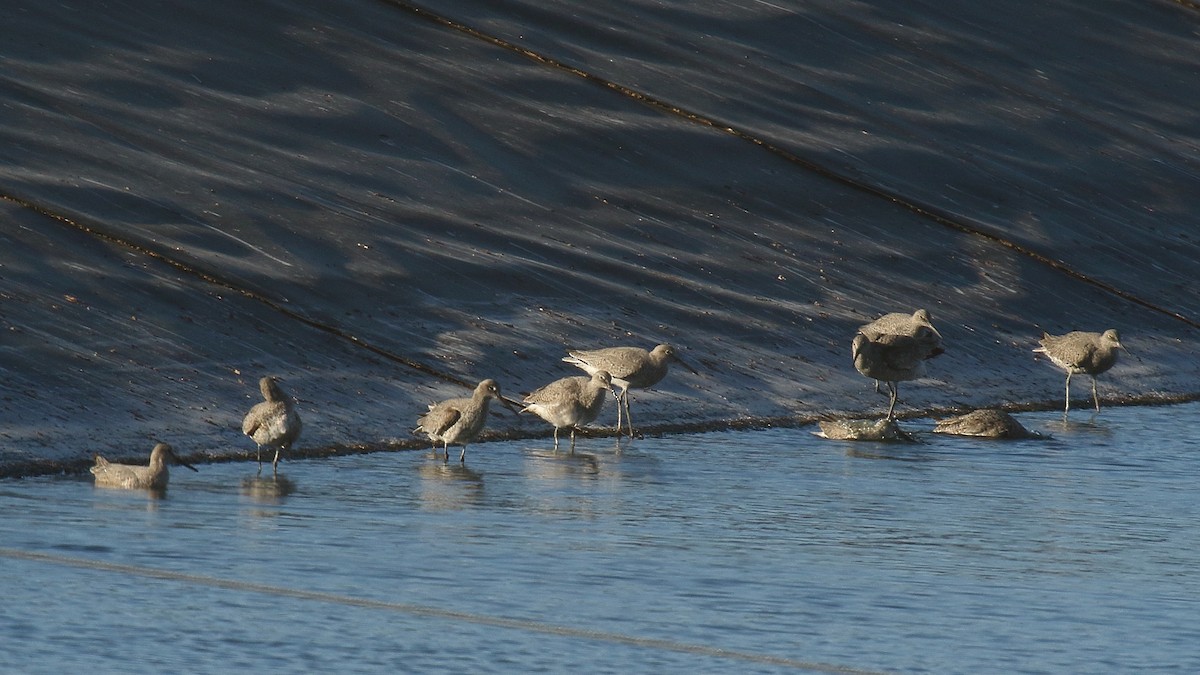 Willet - ML634266120