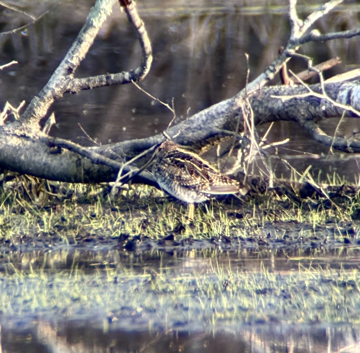 Wilson's Snipe - ML634266123