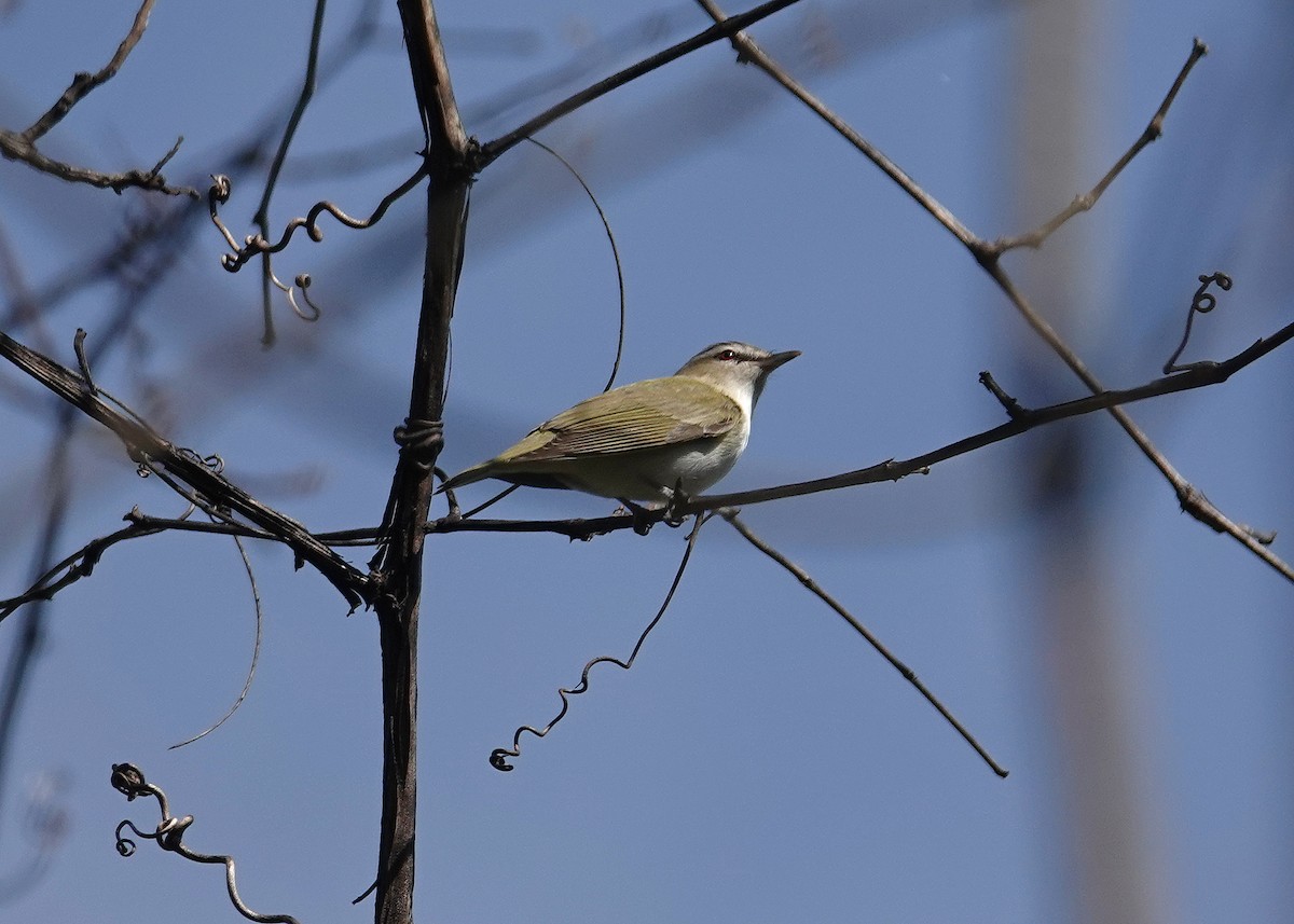Red-eyed Vireo - ML634266128