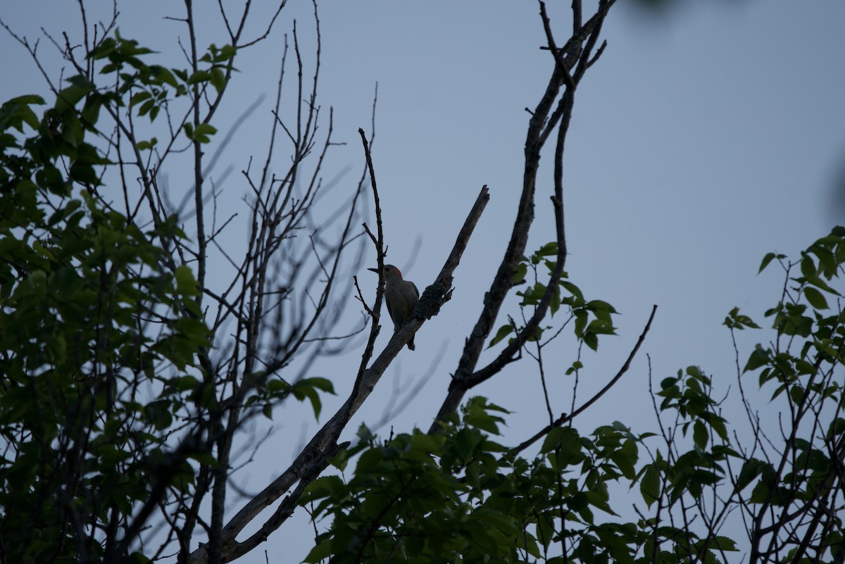 Red-bellied Woodpecker - ML634266163