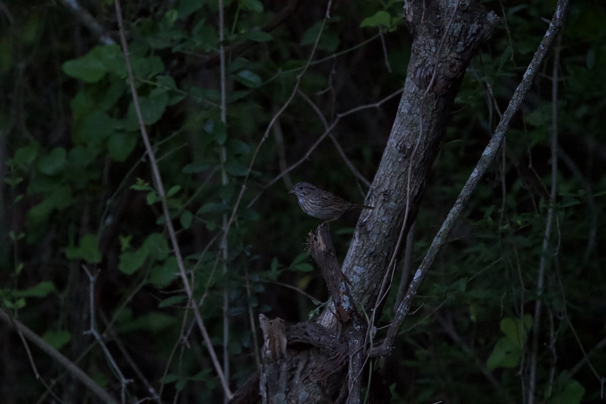 Lincoln's Sparrow - ML634266167