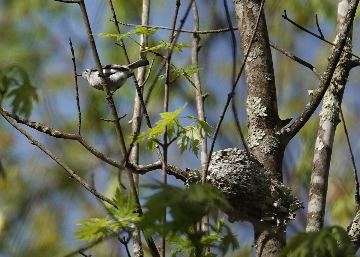 Blue-gray Gnatcatcher - ML634266170