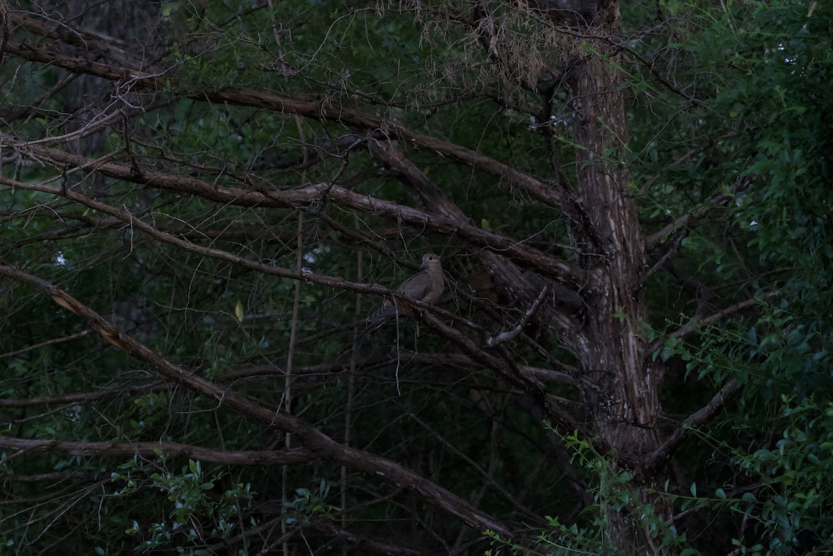 Mourning Dove - ML634266181