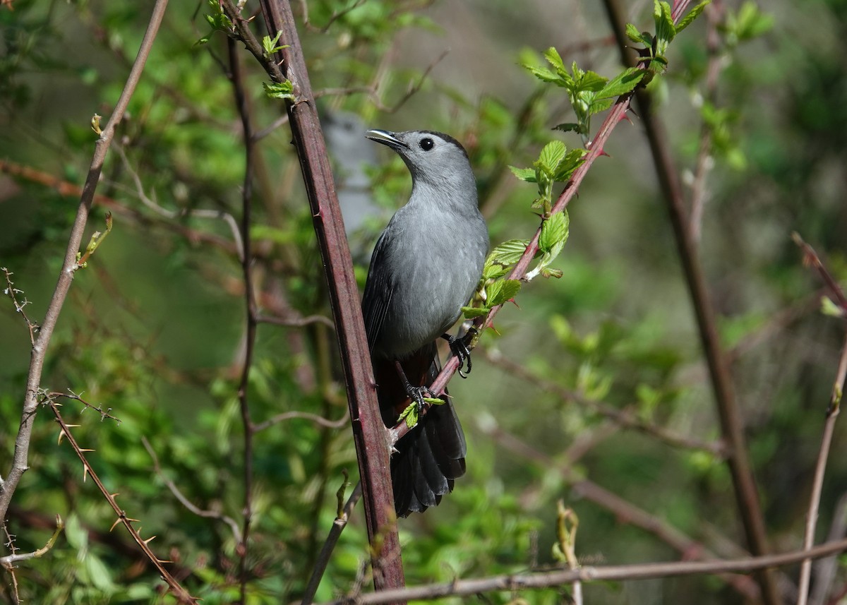 Gray Catbird - ML634266189