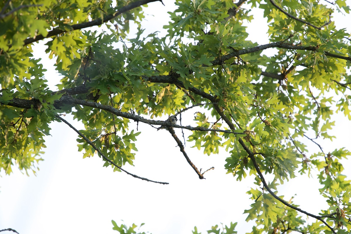 Carolina Chickadee - ML634266202