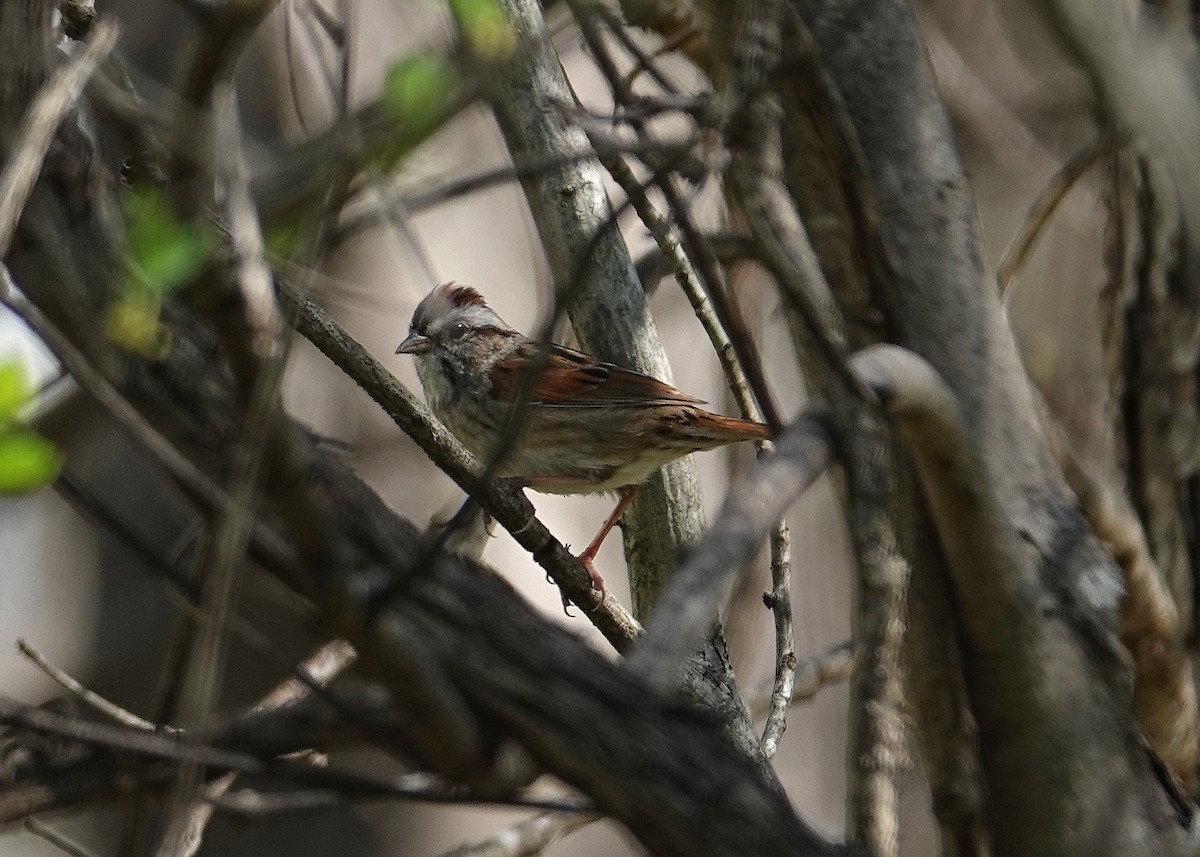 Swamp Sparrow - ML634266220