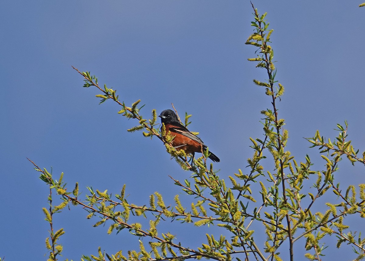 Orchard Oriole - ML634266238