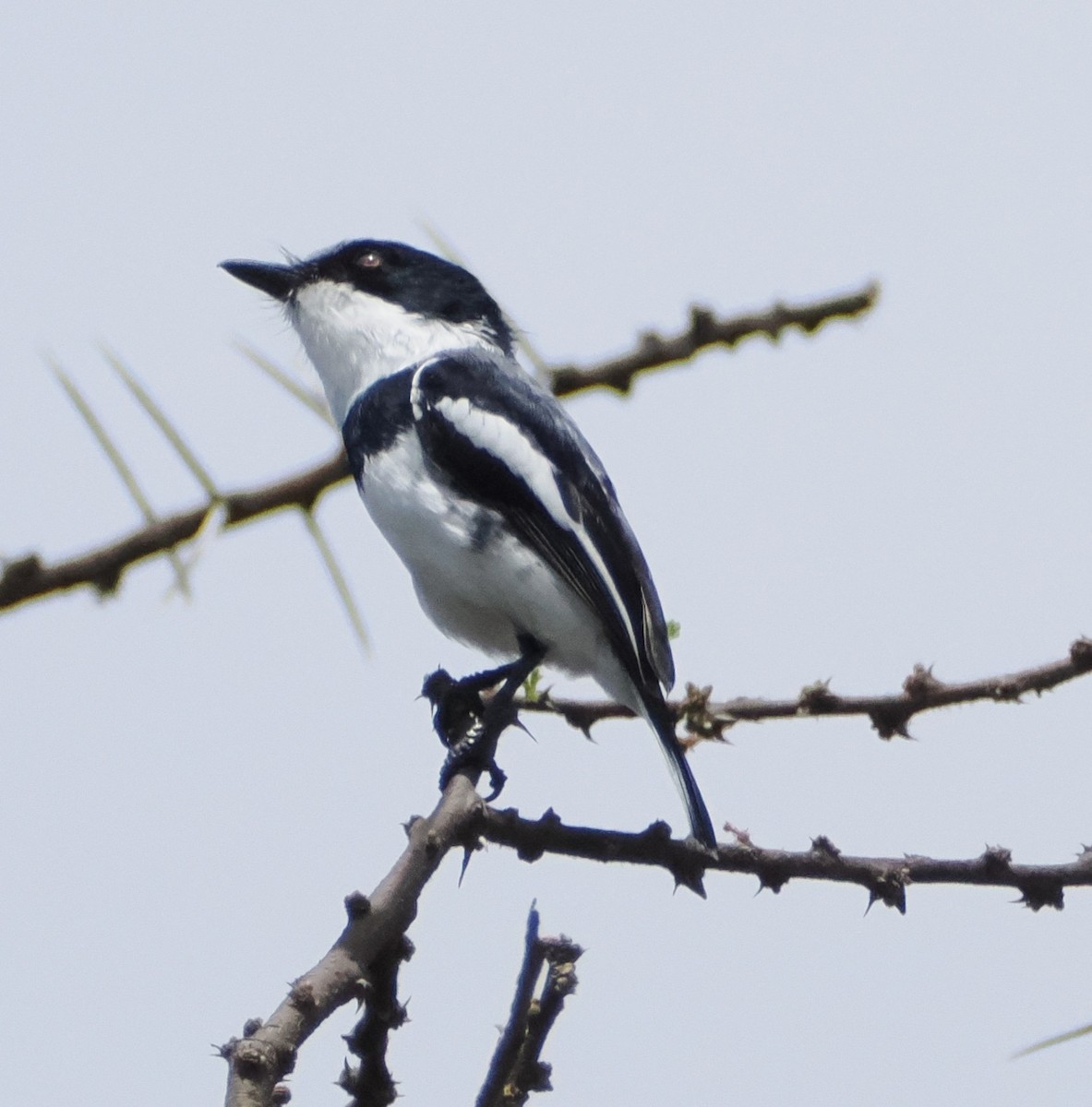 Pygmy Batis - ML634266255