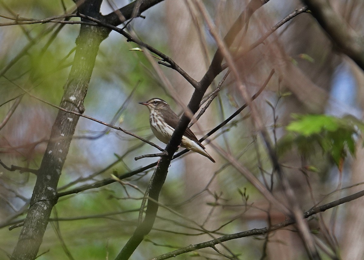 Louisiana Waterthrush - ML634266342