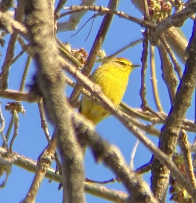 Palm Warbler (Yellow) - ML634266414
