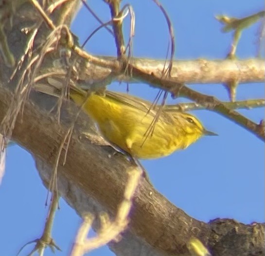 Palm Warbler (Yellow) - ML634266427