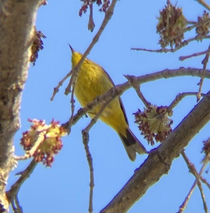 Palm Warbler (Yellow) - ML634266436