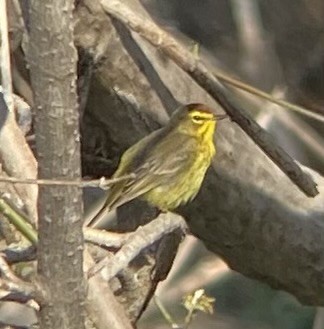 Palm Warbler (Yellow) - ML634266451