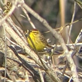 Palm Warbler (Yellow) - ML634266465