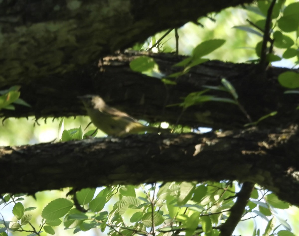 Nashville Warbler - ML634266567