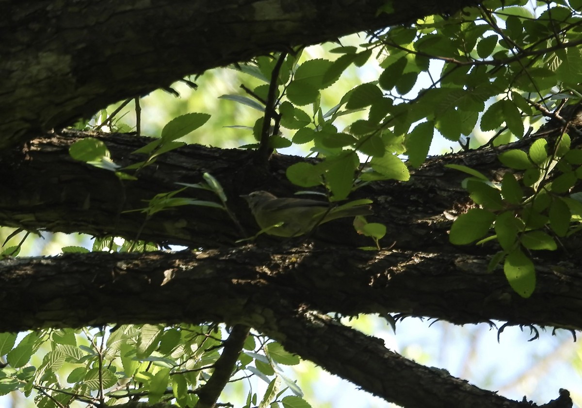Nashville Warbler - ML634266568