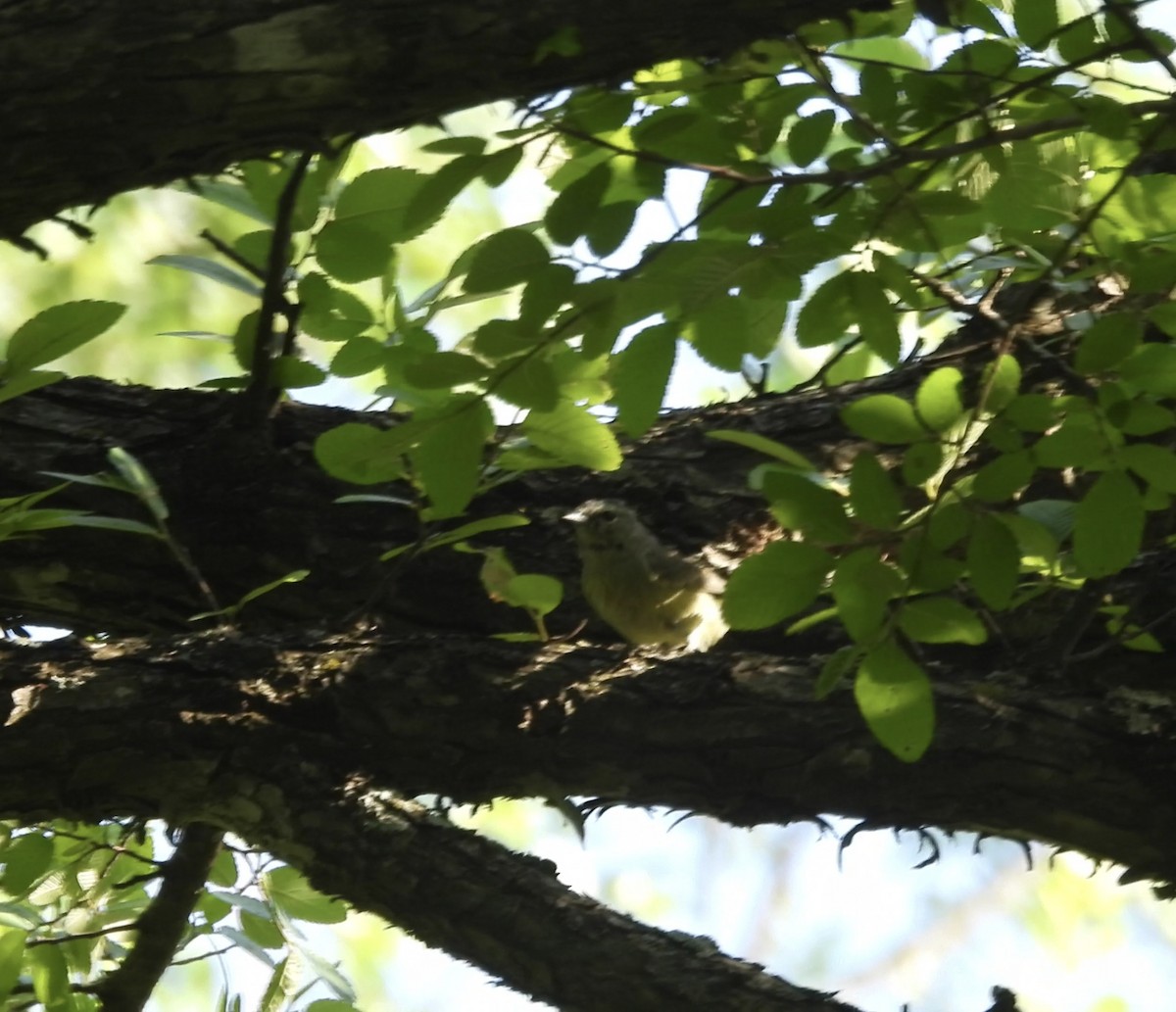 Nashville Warbler - ML634266569