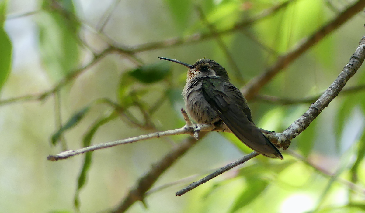 Amethyst-throated Mountain-gem - ML634266611