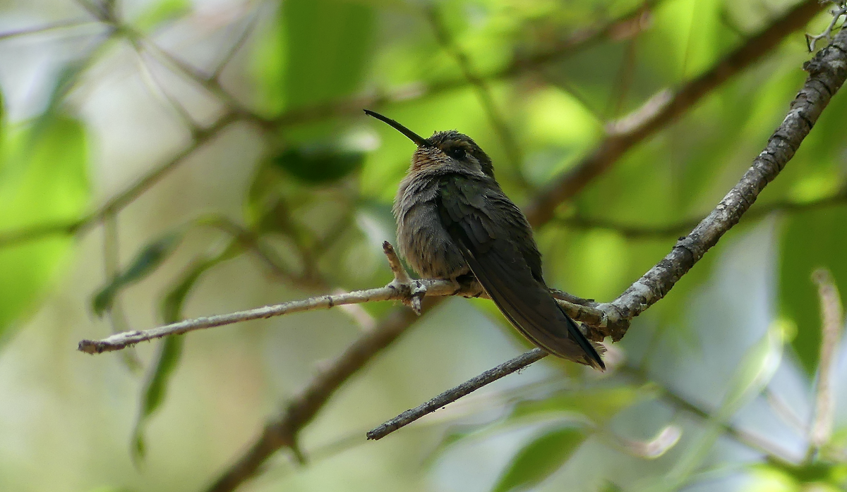 Amethyst-throated Mountain-gem - ML634266614