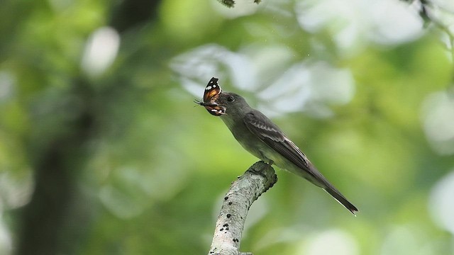 Eastern Wood-Pewee - ML634266628