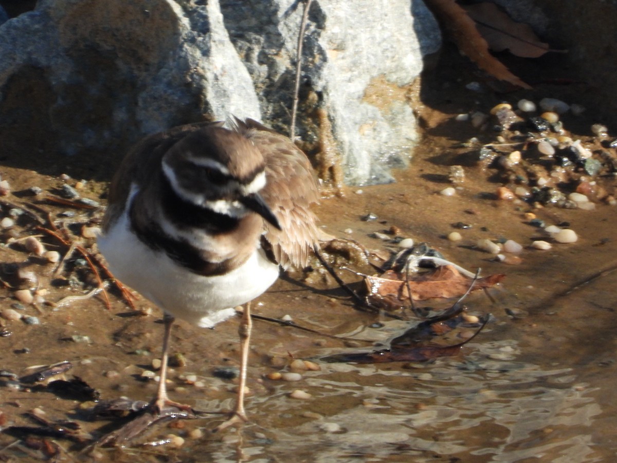 Killdeer - ML634266670