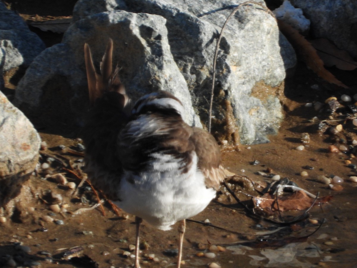 Killdeer - ML634266671