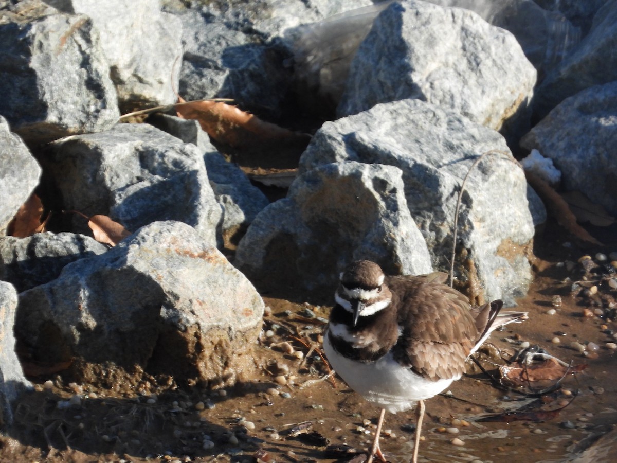 Killdeer - ML634266674