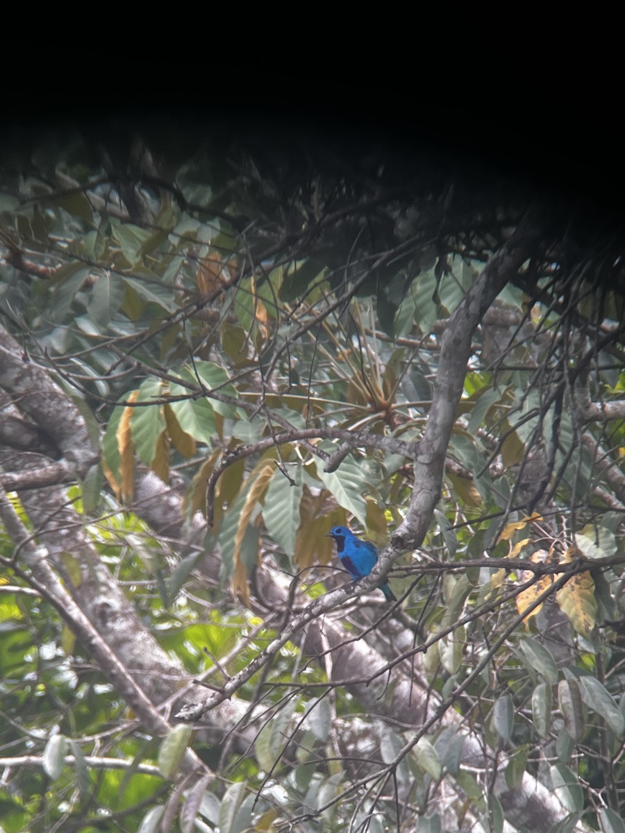 Turquoise Cotinga - ML634266847
