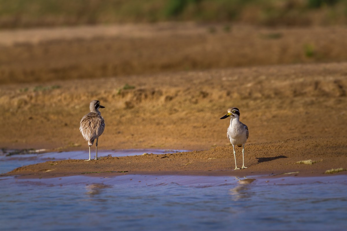 Great Thick-knee - ML634266950