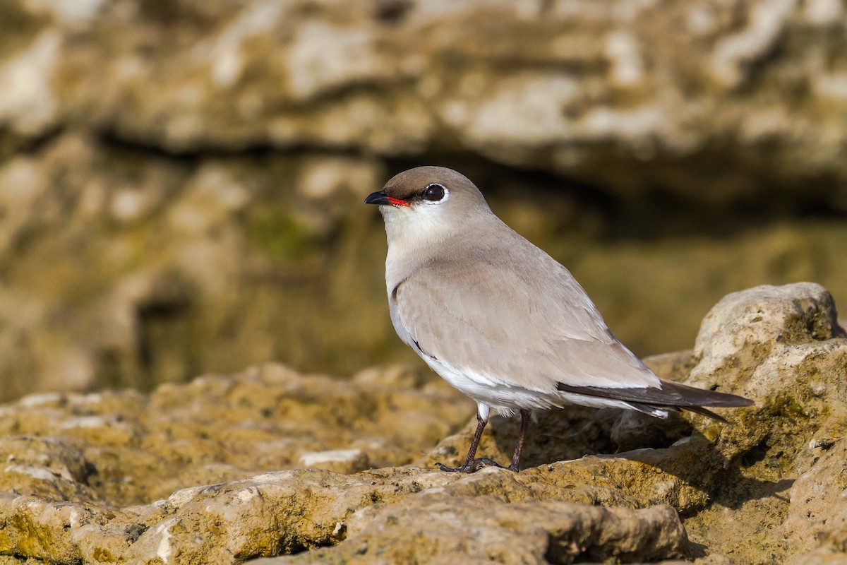 Small Pratincole - ML634266963