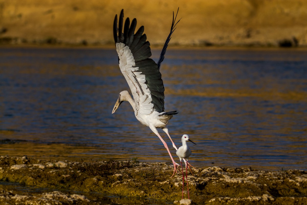 Asian Openbill - ML634267001