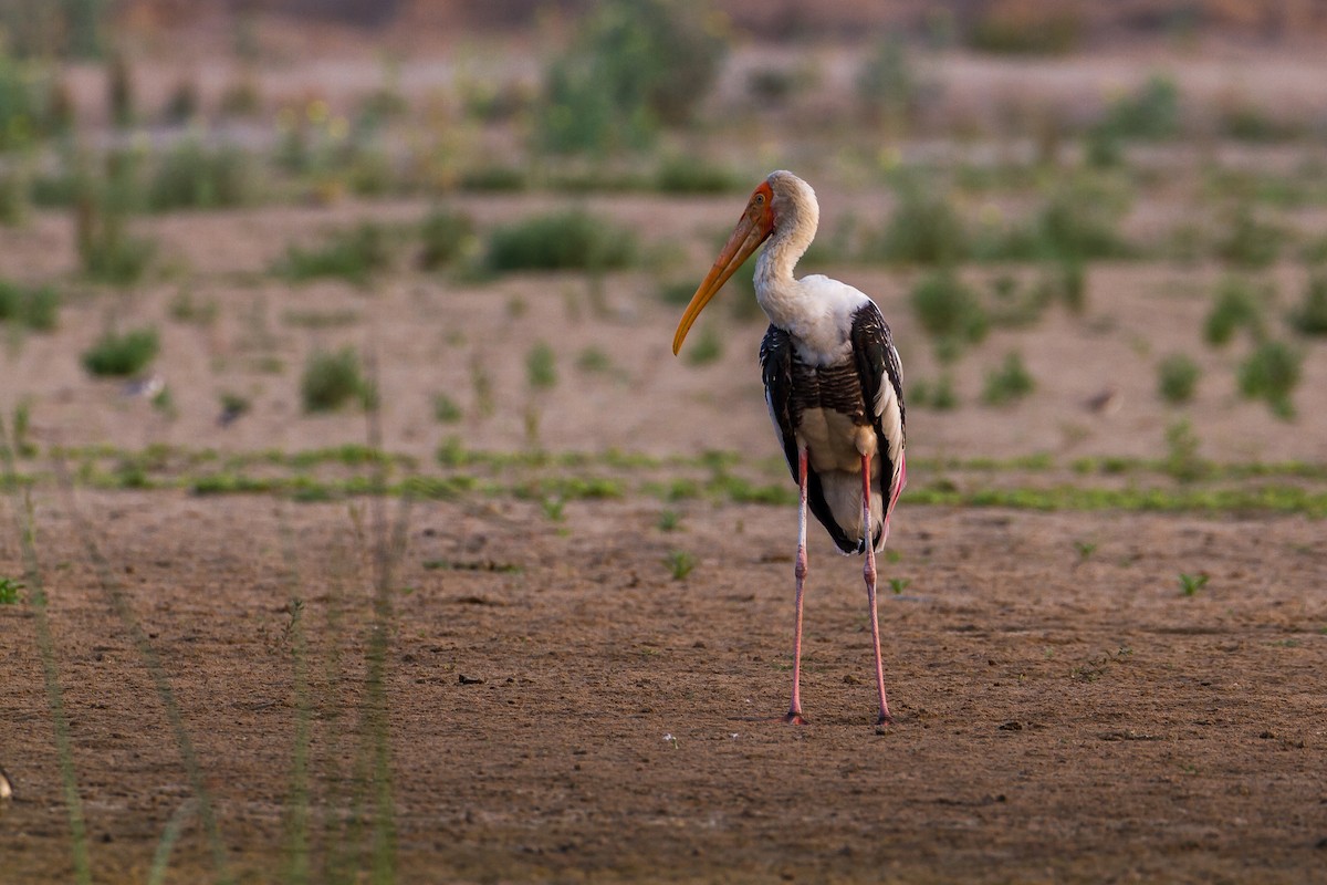 Painted Stork - ML634267004