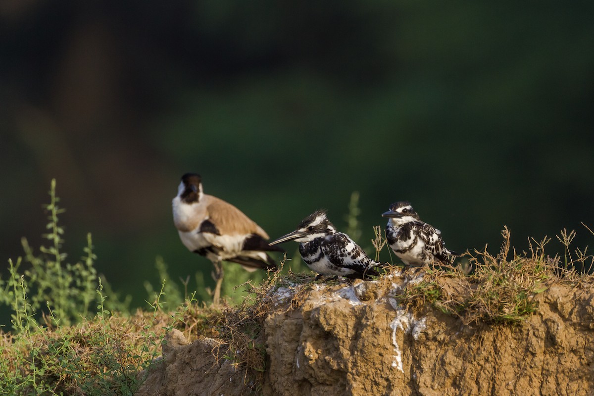 Pied Kingfisher - ML634267043