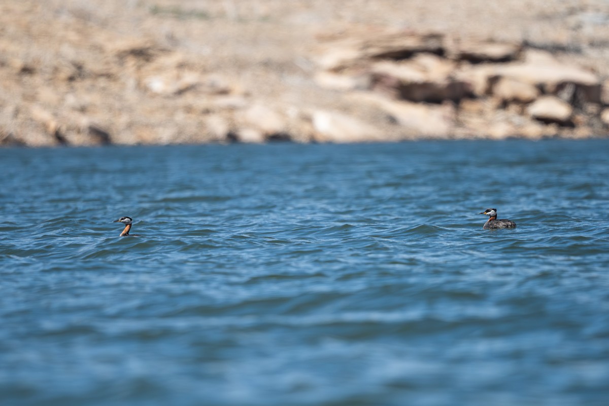 Red-necked Grebe - ML634267047