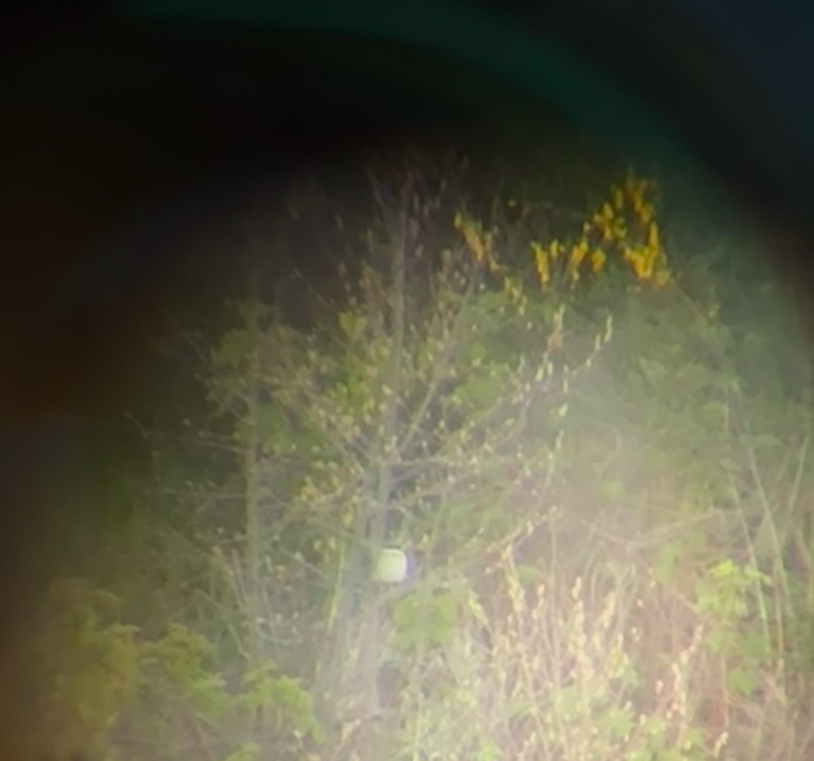 Loggerhead Shrike - ML634267053