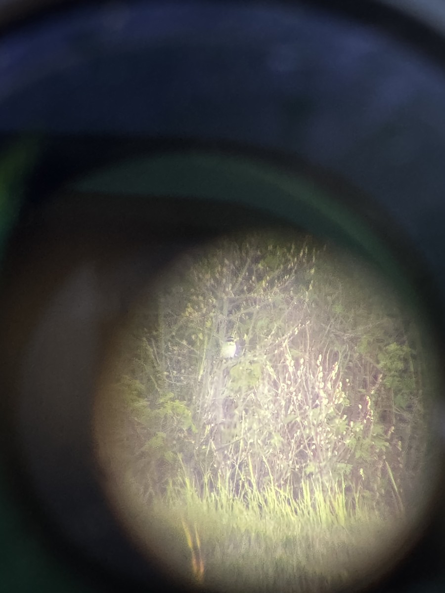 Loggerhead Shrike - ML634267055