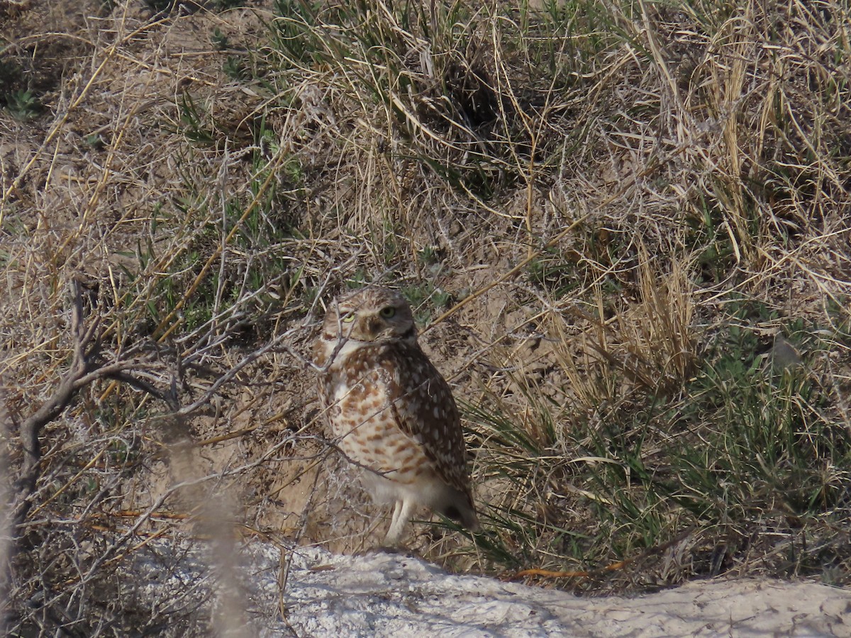 Burrowing Owl (Western) - ML634267057