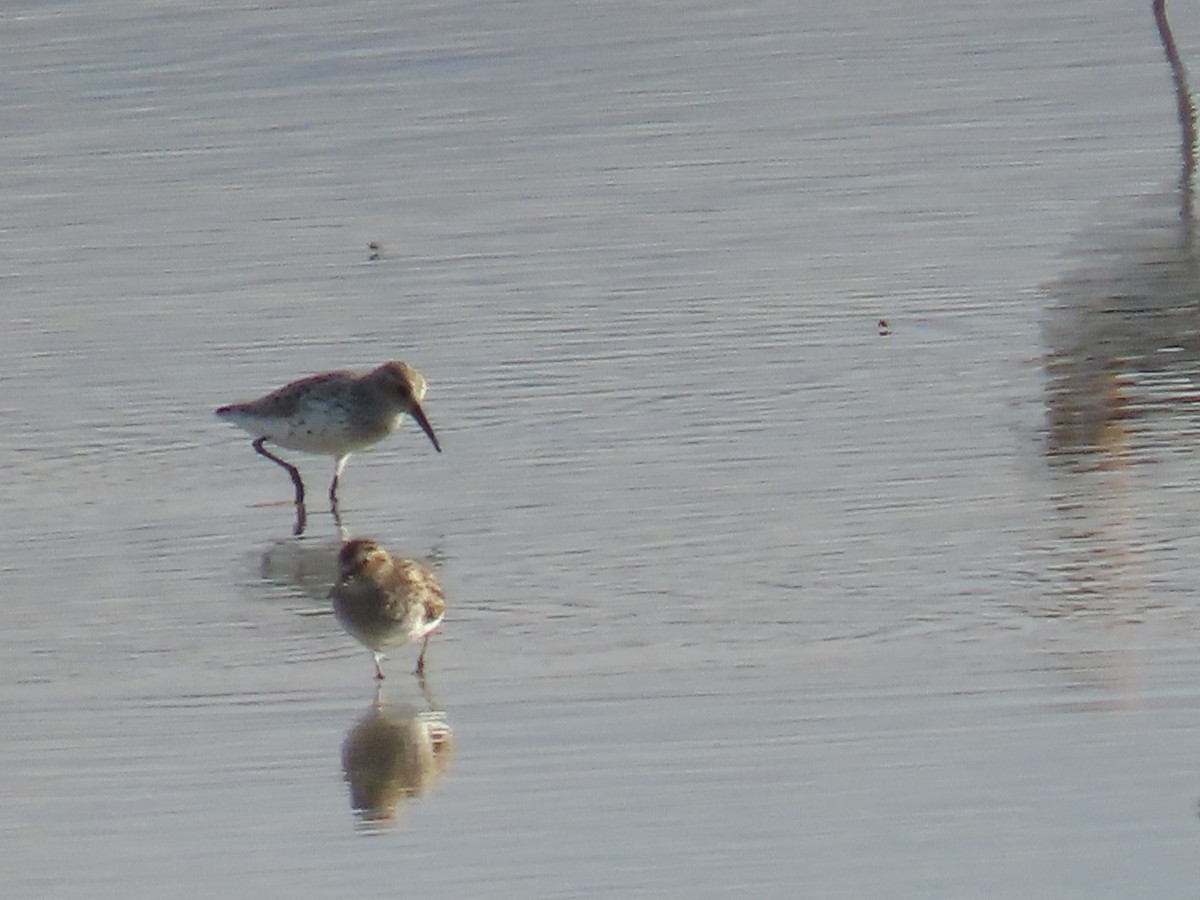 Western Sandpiper - ML634267118