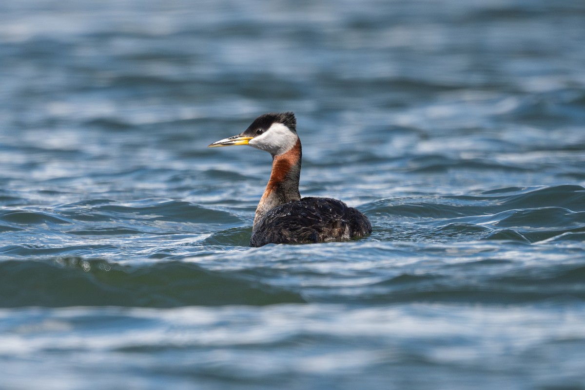 Red-necked Grebe - ML634267240