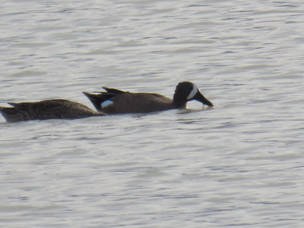 Blue-winged Teal - ML634267251