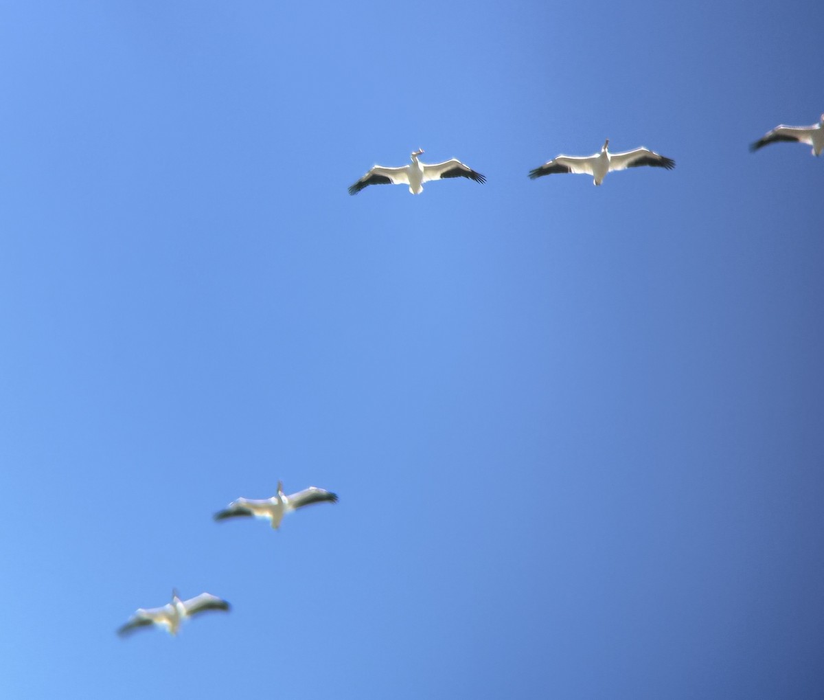 American White Pelican - ML634267339