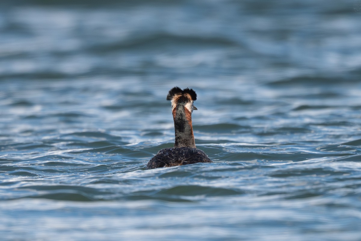 Red-necked Grebe - ML634267362