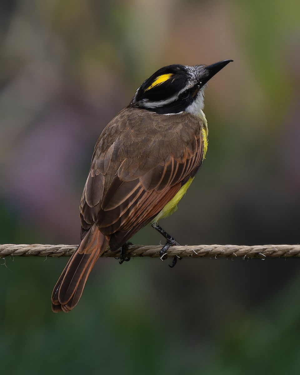 Great Kiskadee - ML634267387