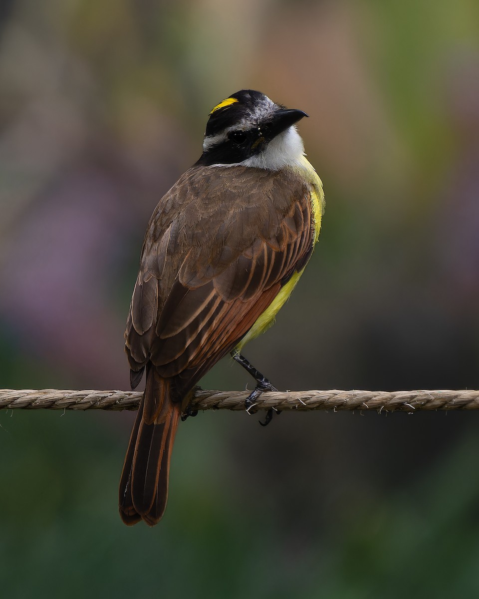 Great Kiskadee - ML634267388