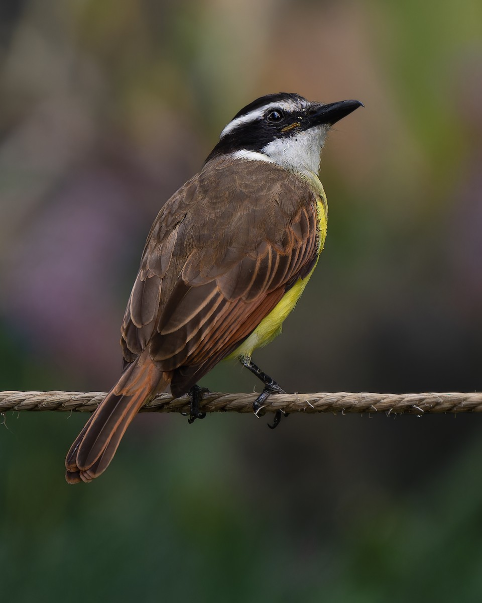 Great Kiskadee - ML634267389