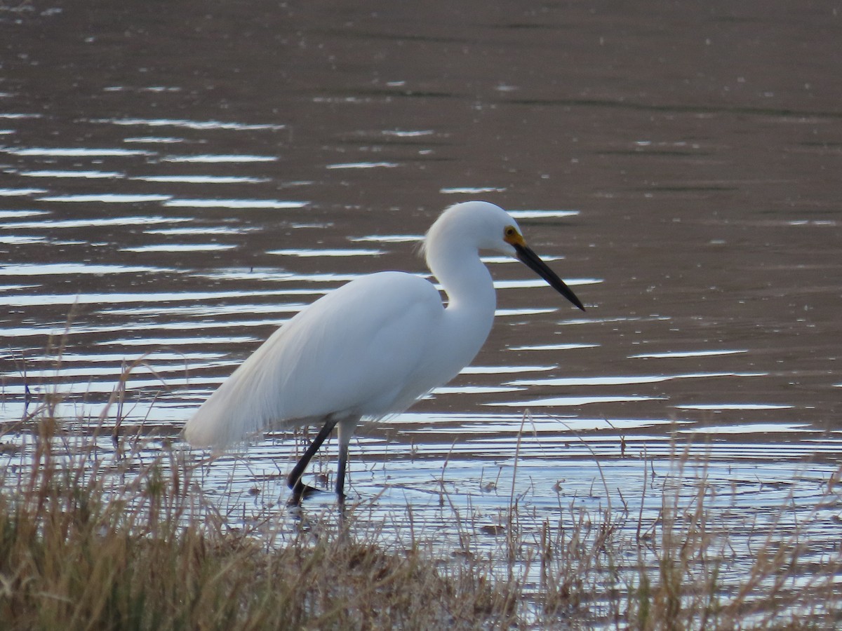 Snowy Egret - ML634267418