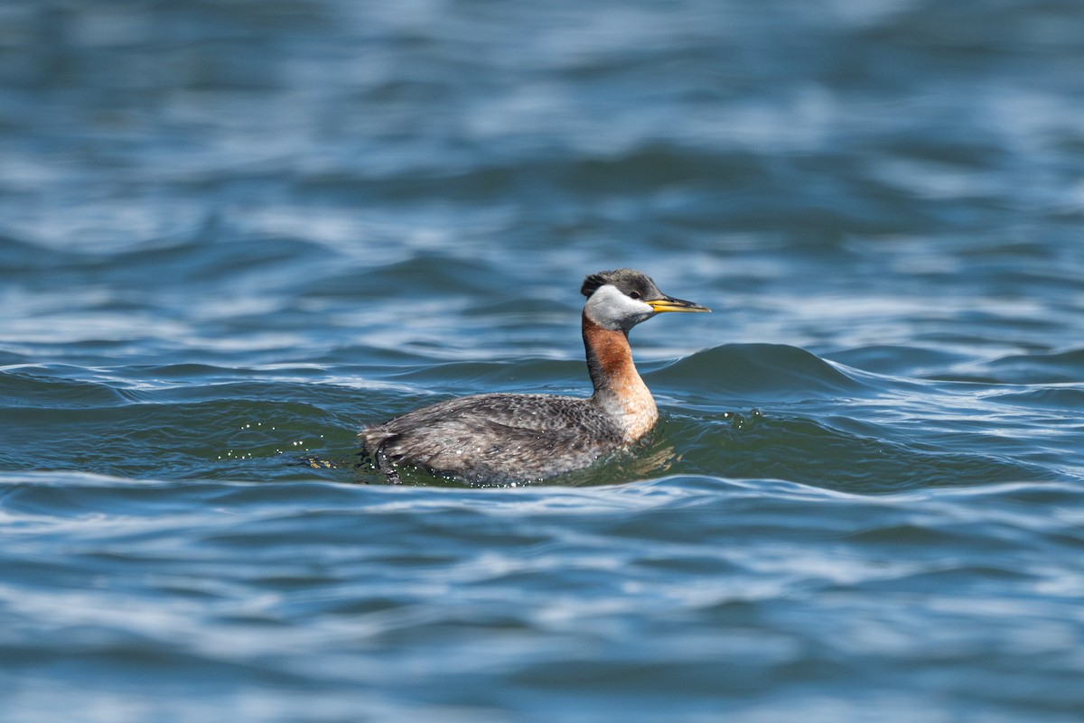 Red-necked Grebe - ML634267419