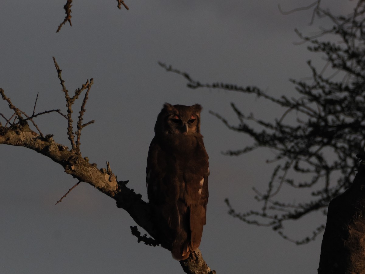 Verreaux's Eagle-Owl - ML634267453