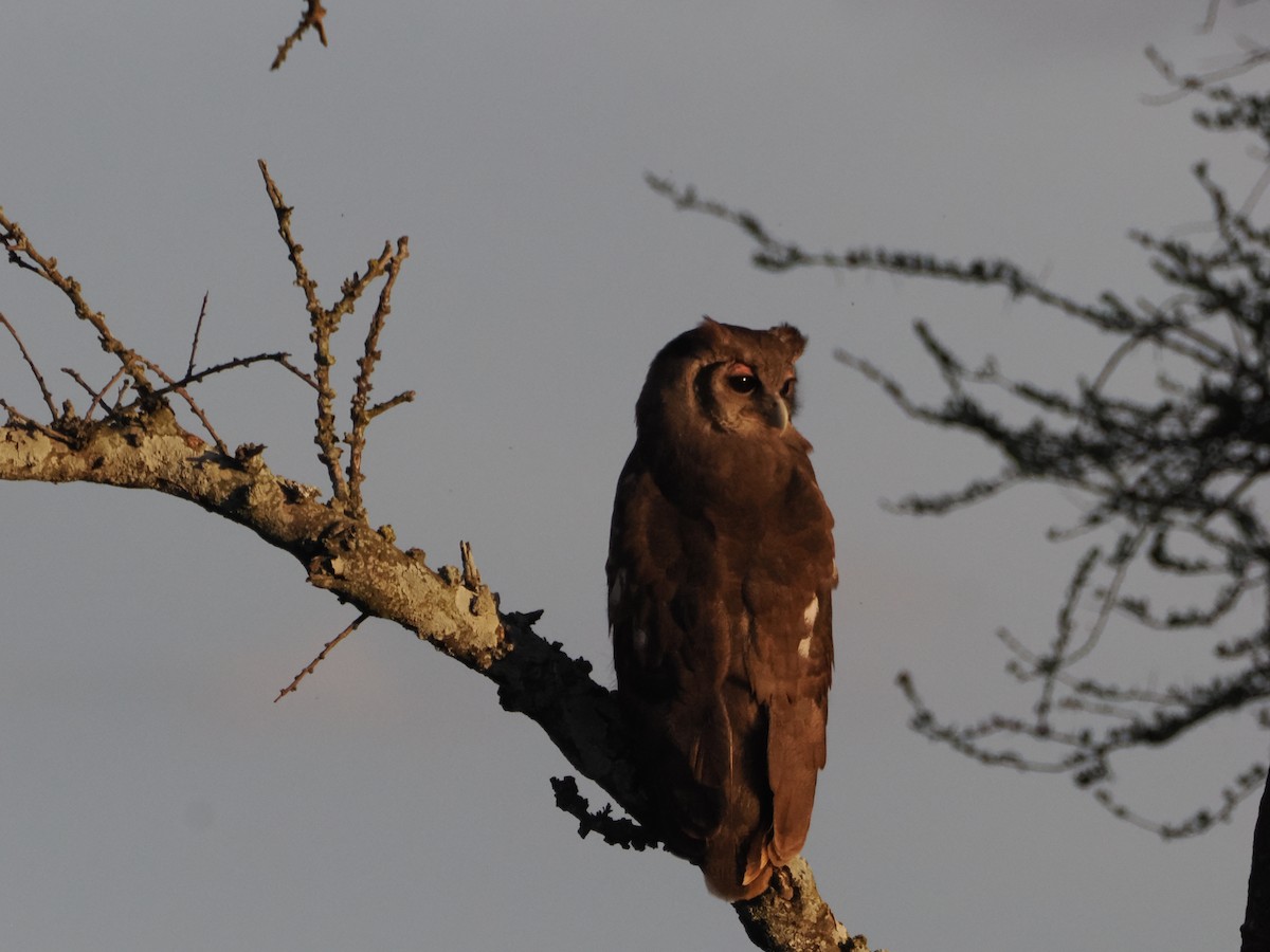 Verreaux's Eagle-Owl - ML634267455