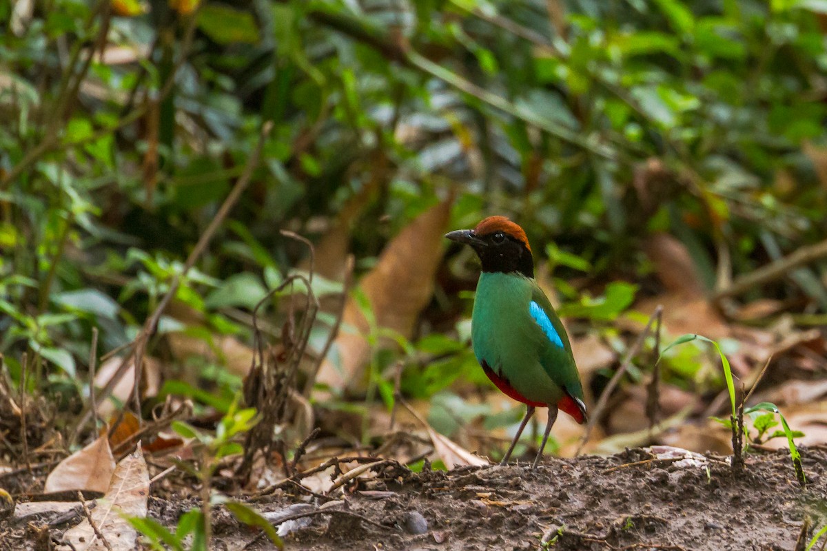 Western Hooded Pitta - ML634267467
